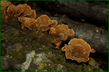 0_e003b_1a57f1c3_orig.png