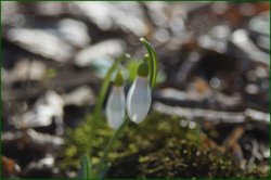 0_e0274_7d9c0534_orig.png