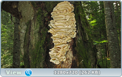 0_fc32d_b6326441_orig.png