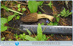 0_fb6a6_537ed957_orig.png