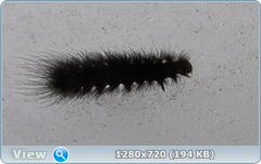0_ff6a4_3593d478_orig.png