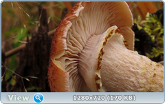 0_fc71a_34f42ff5_orig.png