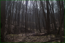 0_e1365_922d67e3_orig.png