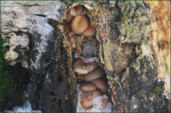 0_116226_7f179d3c_orig.png