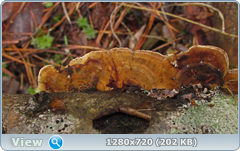0_f6e54_5bc493d4_orig.png