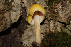 0_d8975_1fa788a4_orig.png
