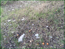 0_10e066_5b0ef63_orig.png
