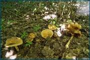 0_d3250_9012fec1_orig.jpg