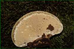 0_e0354_18f94794_orig.png