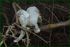 0_e1df6_14c20986_orig.png