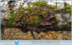 0_fc390_40e01961_orig.png