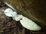 0_c1b89_acc594eb_S.jpg