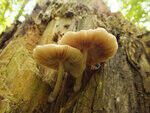 0_ae450_a079fba6_S.jpg