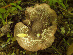 0_ae47c_c3a64356_S.jpg