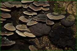 0_dfc5a_40f4aa5a_orig.png