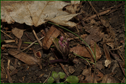 0_e0320_b926fe2c_orig.png