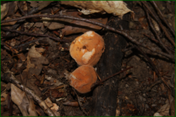 0_e0425_b2801b8d_orig.png