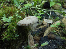 0_f2b70_46c79d31_M.jpg