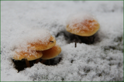 0_111921_17081da0_orig.png