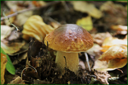 0_10c0c2_f7e26981_orig.png