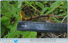 0_e9351_44765933_orig.png