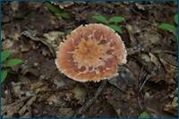 0_cf4d8_12999538_orig.jpg