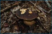 0_d2a18_7813ec0a_orig.jpg