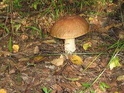 0_126735_8cf4fbda_M.jpg