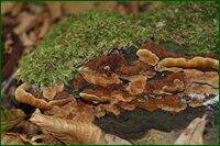 0_c19f5_367d51c1_orig.jpg
