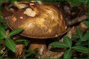 0_c1e43_8e7207c1_orig.jpg
