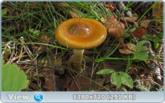 0_ec0a1_35c00047_orig.png