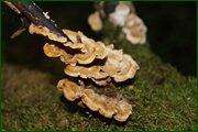 0_c1e39_9924e801_orig.jpg