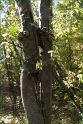 0_c343a_832783bc_orig.jpg