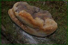 0_c2c49_c27298fc_orig.jpg