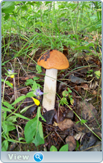 0_102def_8ff42359_orig.png