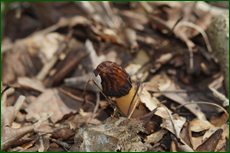 0_e1d8a_85b3501_orig.png