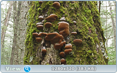 0_fc5f2_f5102534_orig.png