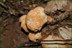 0_e0419_5264d98c_orig.png