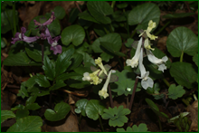 0_e0a3d_281909d2_orig.png