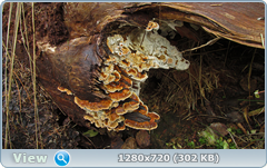 0_fc151_52dae532_orig.png