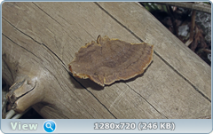 0_fc44a_194a79ba_orig.png