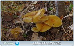 0_f2f72_63aff037_orig.png