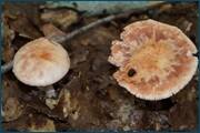 0_d2a26_7377dcf8_orig.jpg