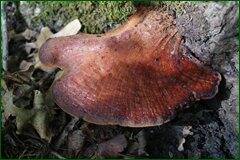 0_c2852_e8594c15_orig.jpg