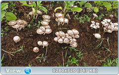 0_e6d44_44ae8991_orig.png