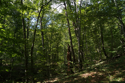 0_d8941_9455513f_orig.png