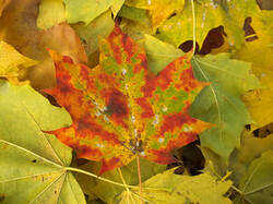0_c368f_c183dcdf_M.jpg