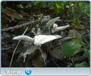0_130df6_87b5c037_orig.png