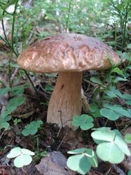 0_15f295_bd6fe38f_M.jpg