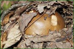 0_c278b_838de996_orig.jpg